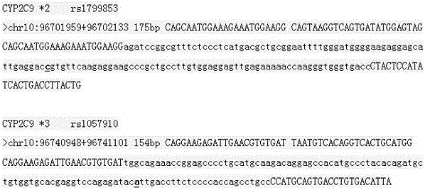 Primer and method for simultaneously detecting polymorphism of CYP2C*2 and CYP2C*3 genes