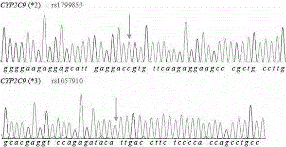 Primer and method for simultaneously detecting polymorphism of CYP2C*2 and CYP2C*3 genes