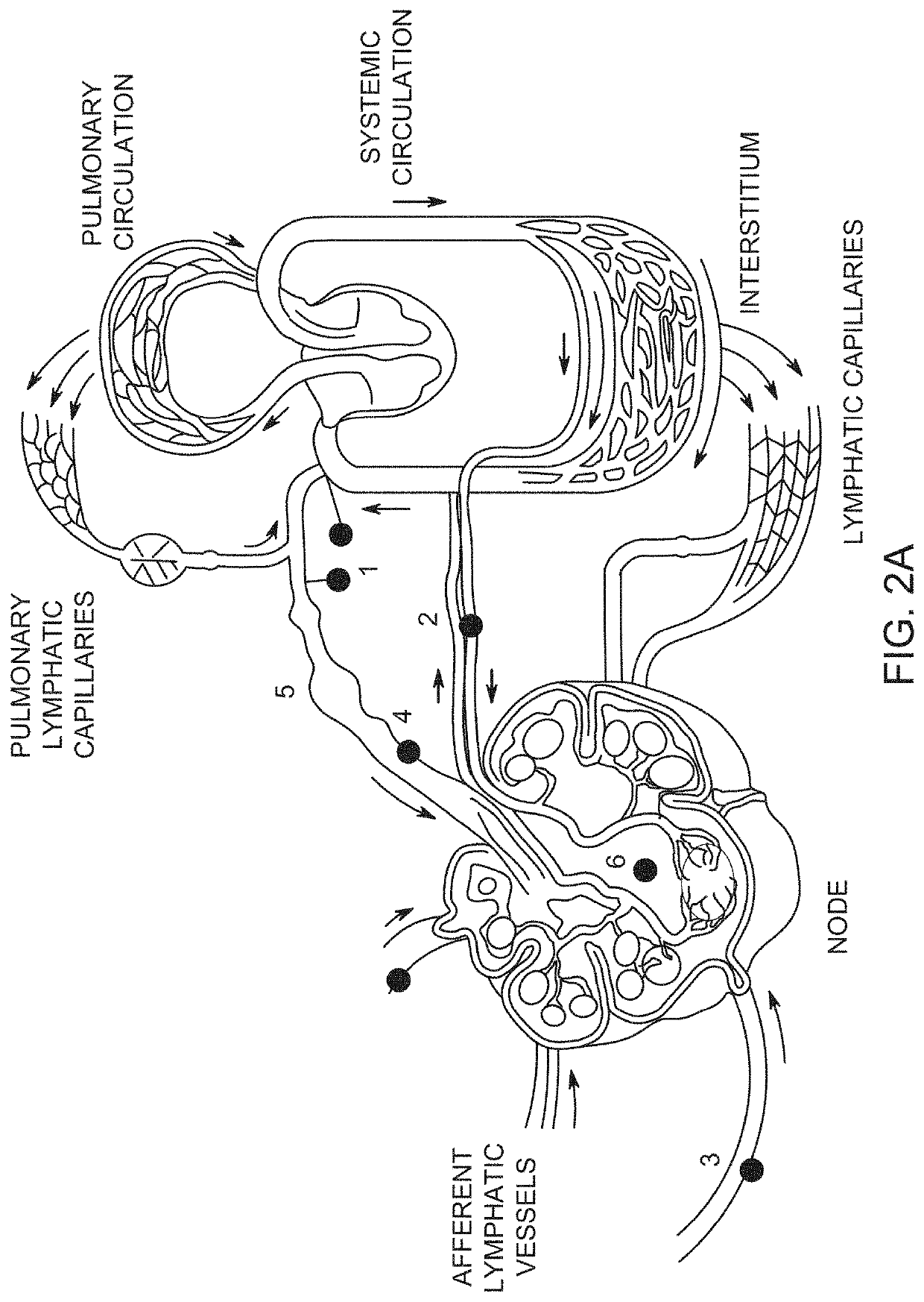 Implants and constructs including hollow fibers