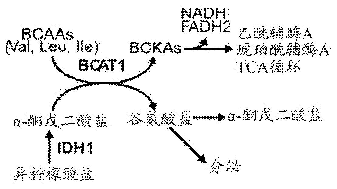 Inhibitors of branched-chain-aminotransferase-1 (BCAT1) for the treatment of brain tumors