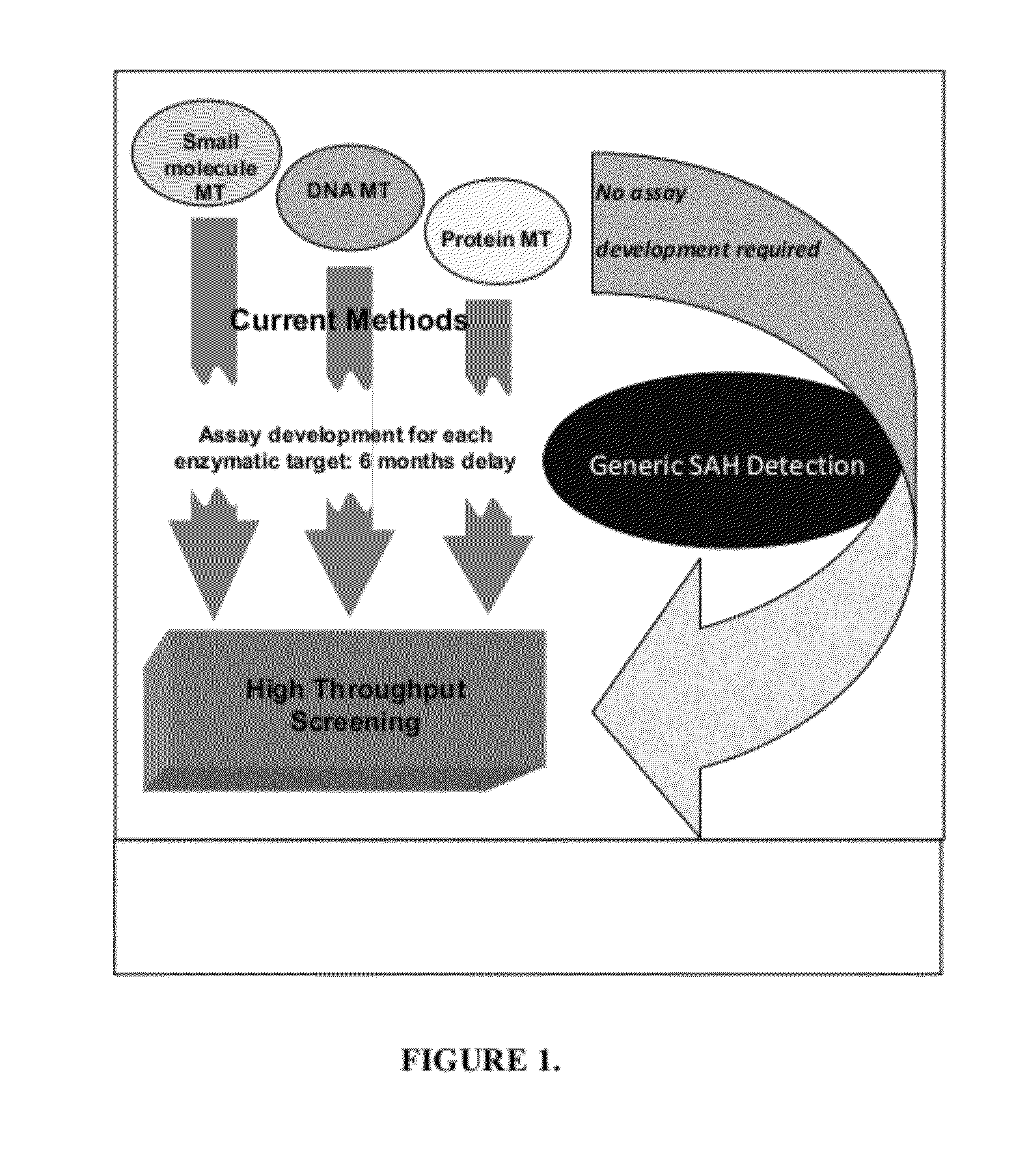 Detection Method for Methyltransferase Enzymatic Activity