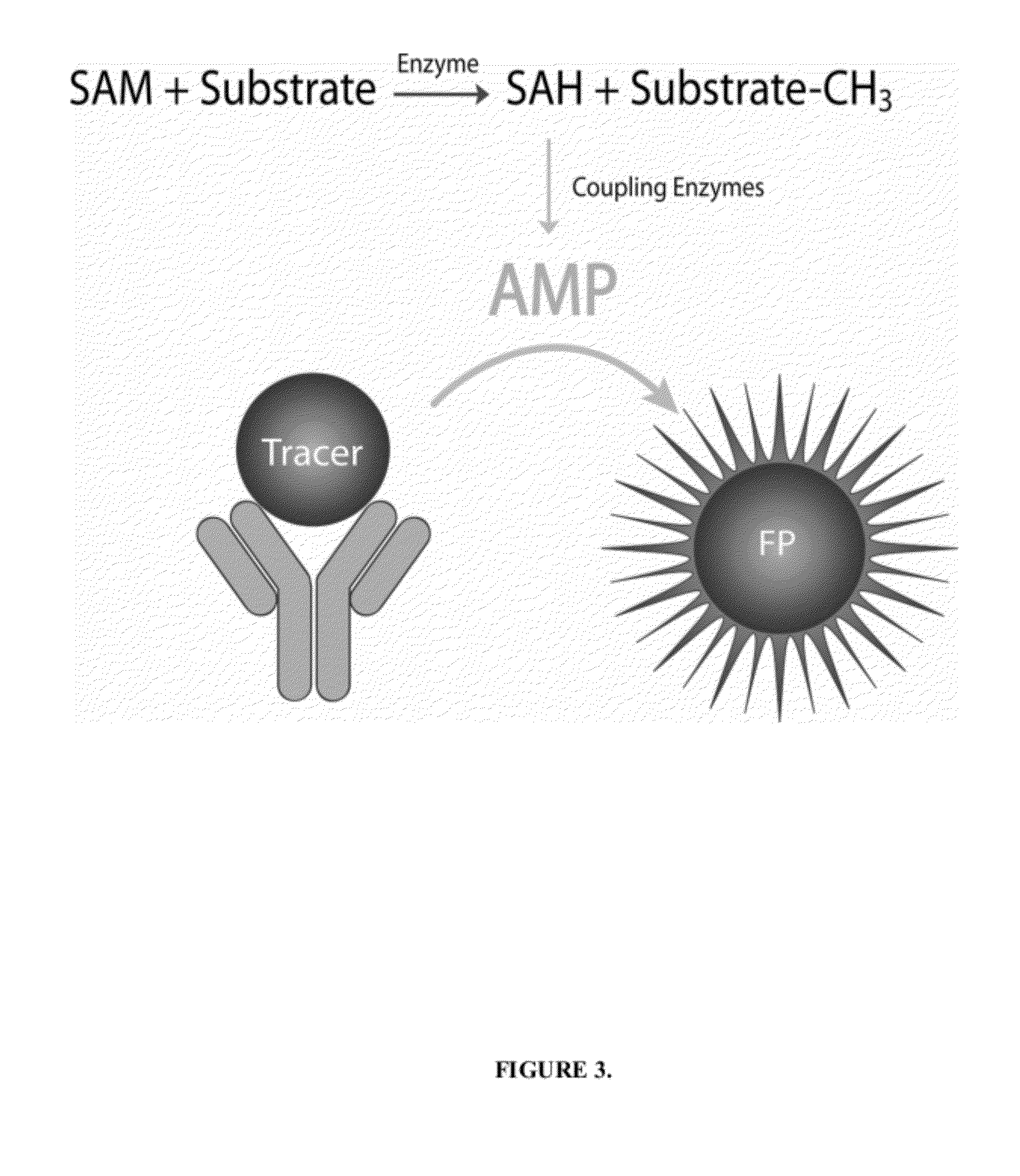 Detection Method for Methyltransferase Enzymatic Activity