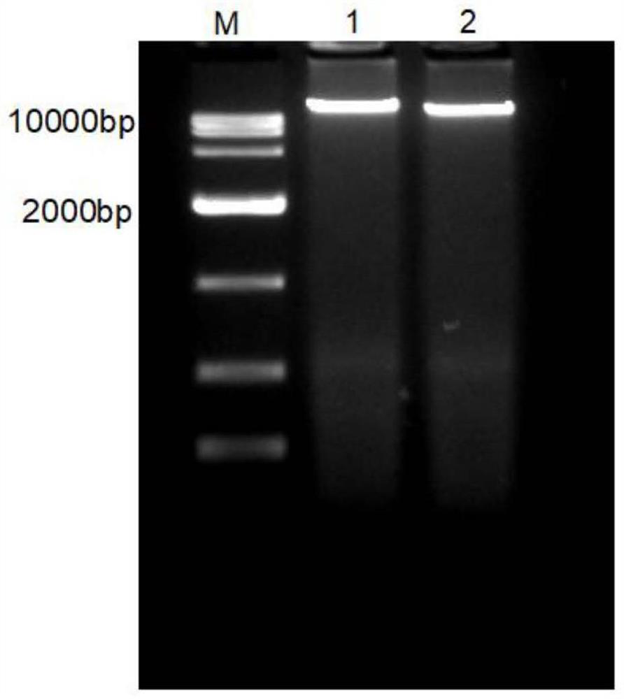 SNP (Single Nucleotide Polymorphism) molecular marker associated with drip loss character of porcine muscles and application of SNP molecular marker