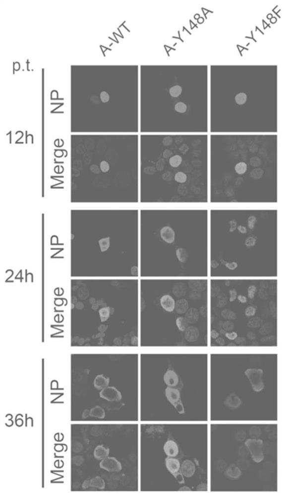 The key amino acid sites regulating nuclear export of influenza virus type a and b virus and their use as anti-influenza virus drug targets