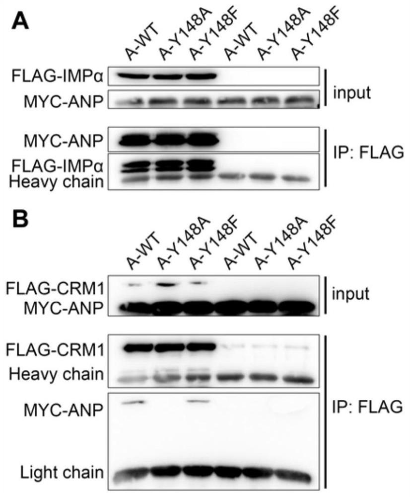 The key amino acid sites regulating nuclear export of influenza virus type a and b virus and their use as anti-influenza virus drug targets