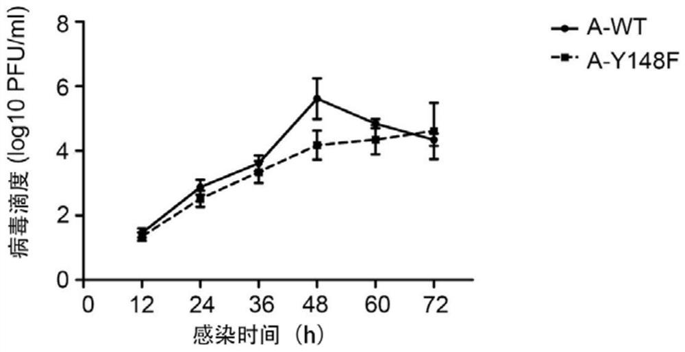 The key amino acid sites regulating nuclear export of influenza virus type a and b virus and their use as anti-influenza virus drug targets