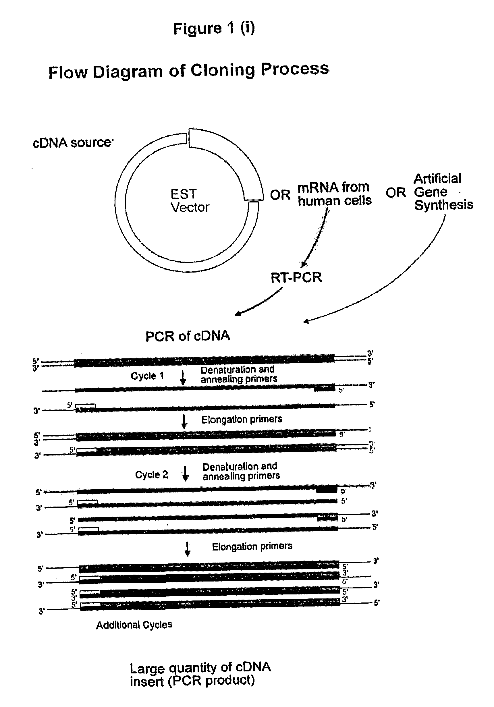 Molecules and chimeric molecules thereof