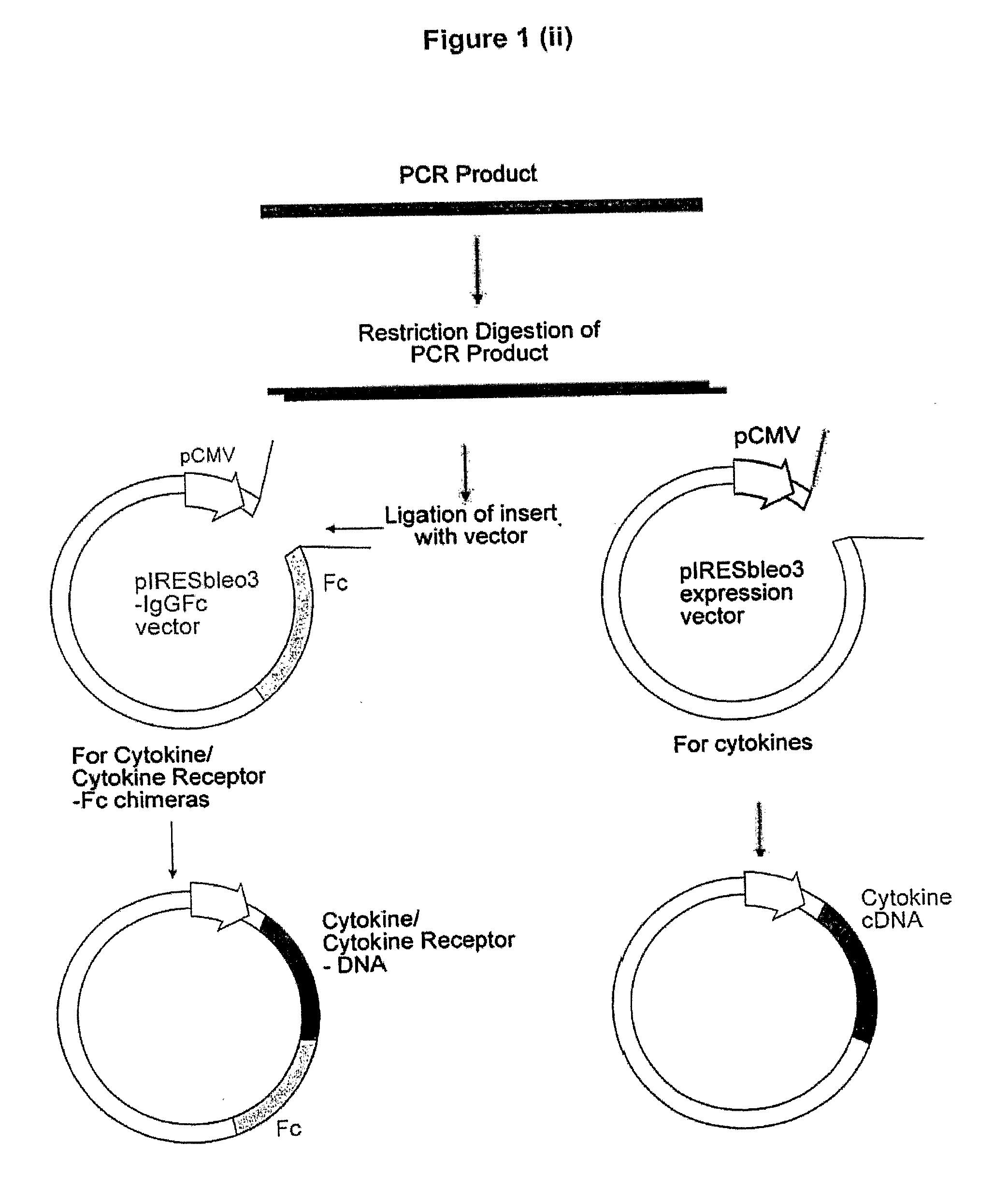 Molecules and chimeric molecules thereof