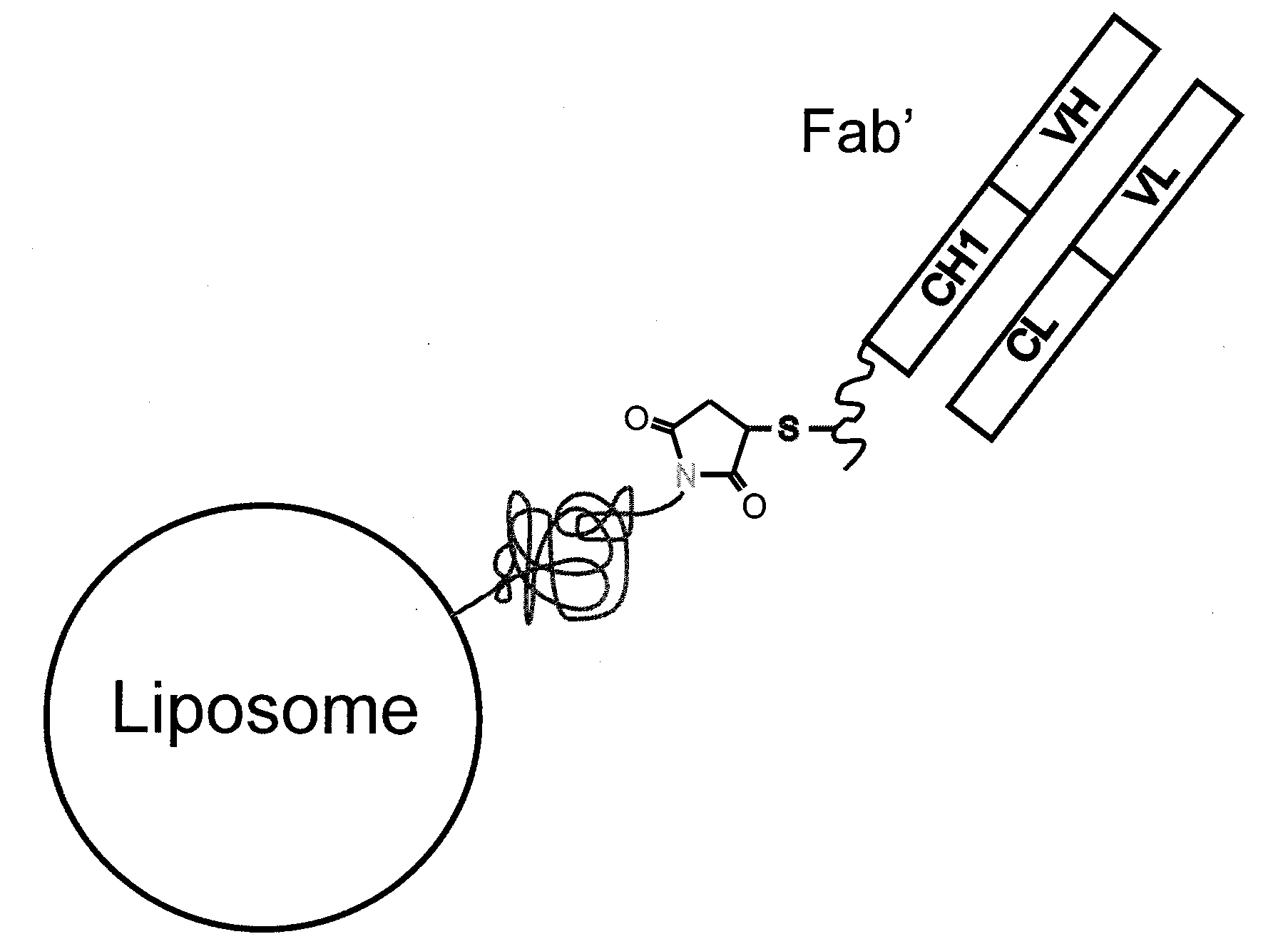 Targeted delivery of imaging probes for in vivo cellular imaging