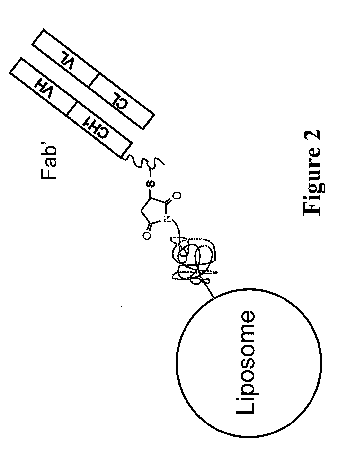 Targeted delivery of imaging probes for in vivo cellular imaging