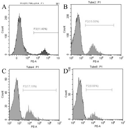 Method for immortalizing myoblasts