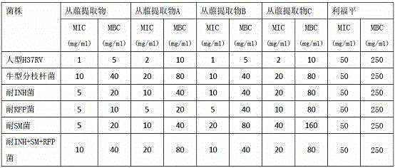 Application of a kind of clump extract in preparation of medicine for treating pulmonary tuberculosis