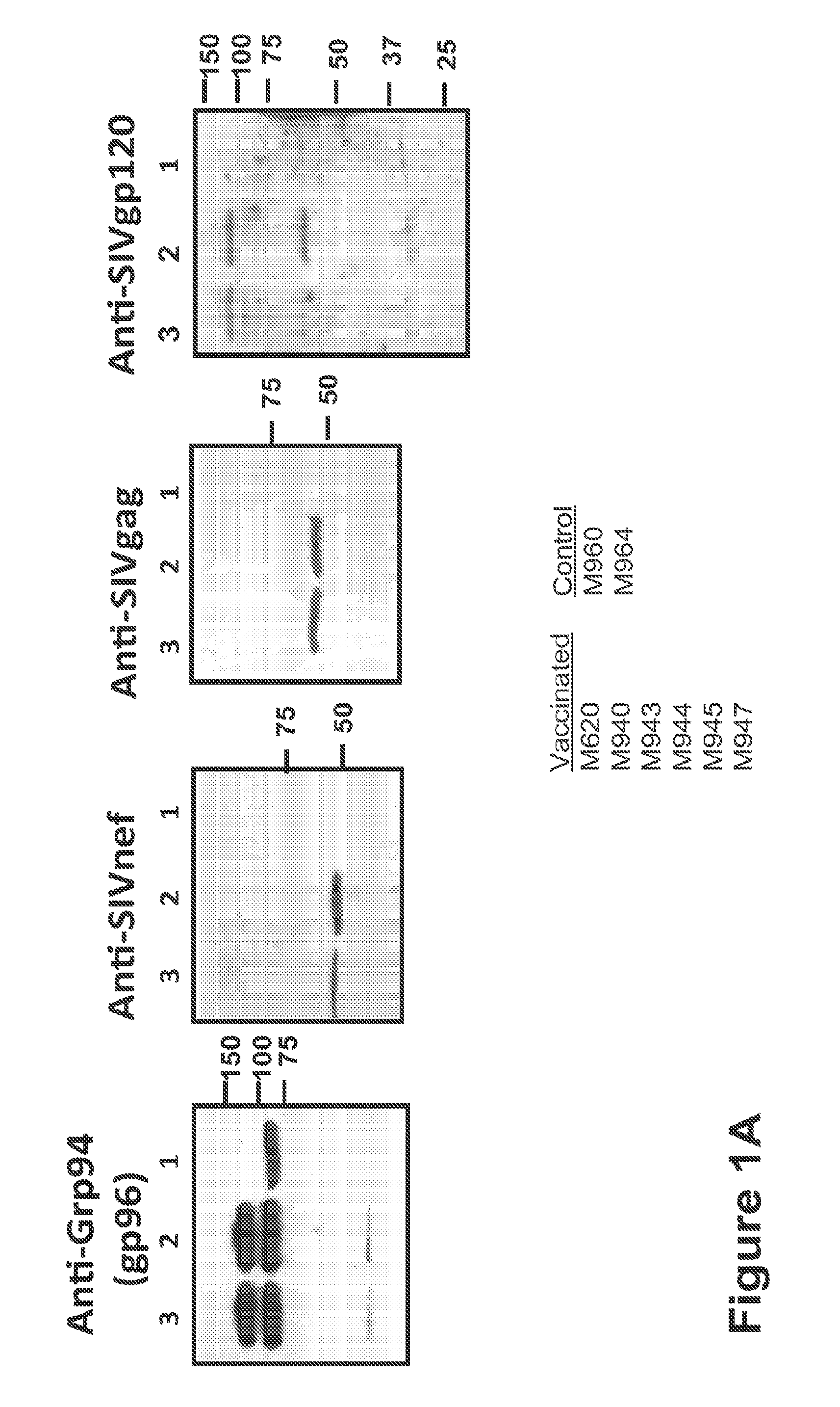 Hiv/siv vaccines for the generation of mucosal and systemic immunity