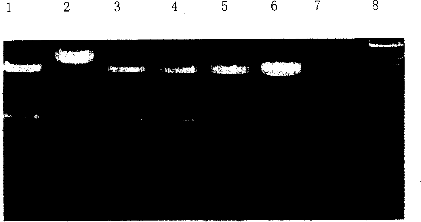 Double promoter DNA vaccine expression vector pCMVnir and preparation method thereof