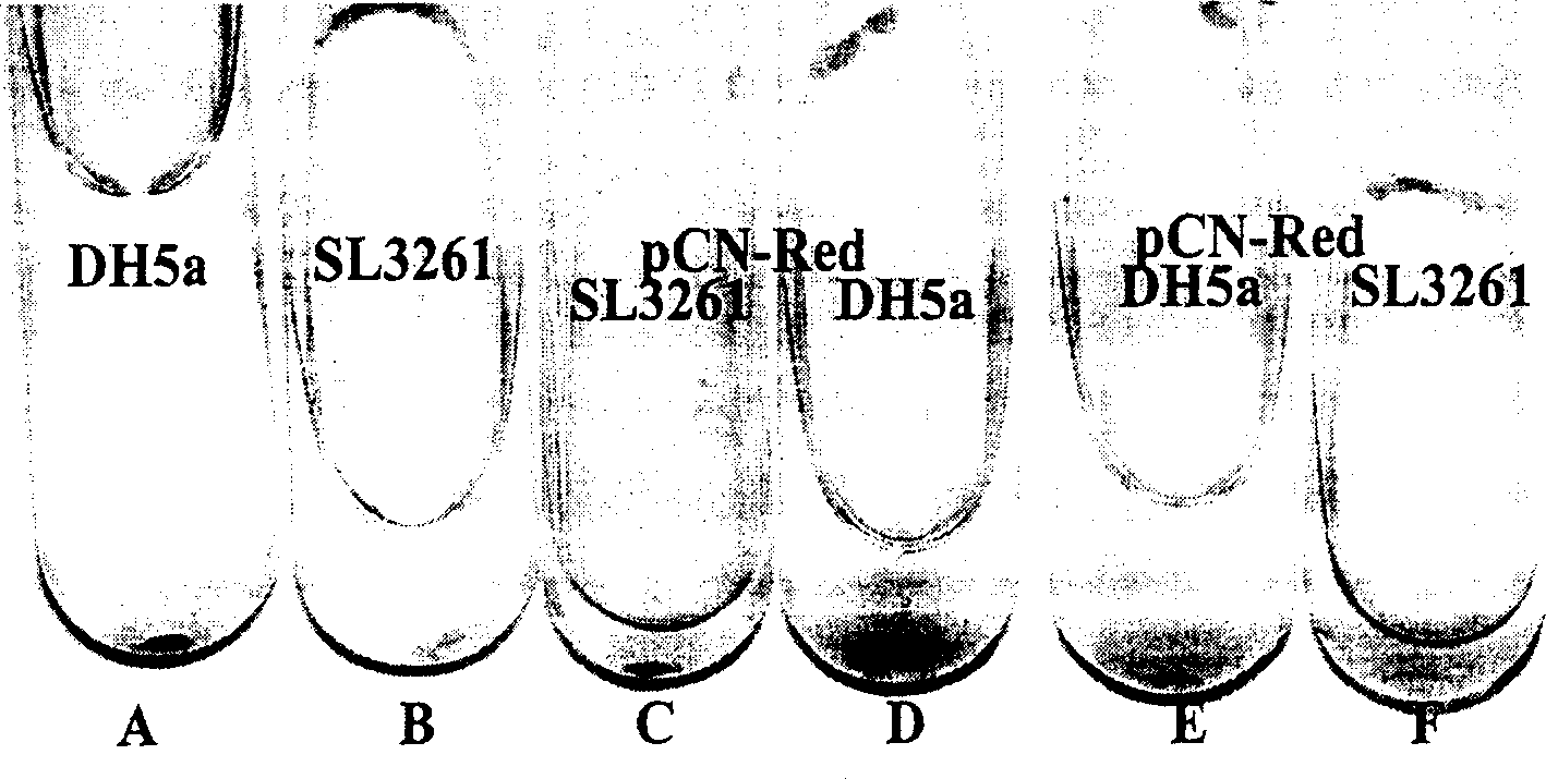 Double promoter DNA vaccine expression vector pCMVnir and preparation method thereof