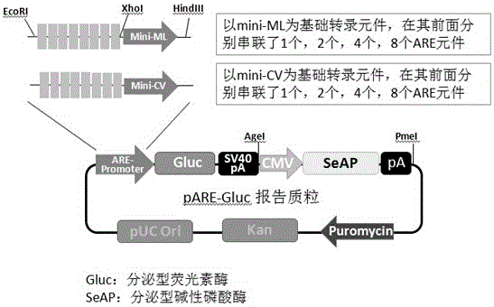 Recombinant plasmid for screening Nrf2 activating agent and construction method and application thereof