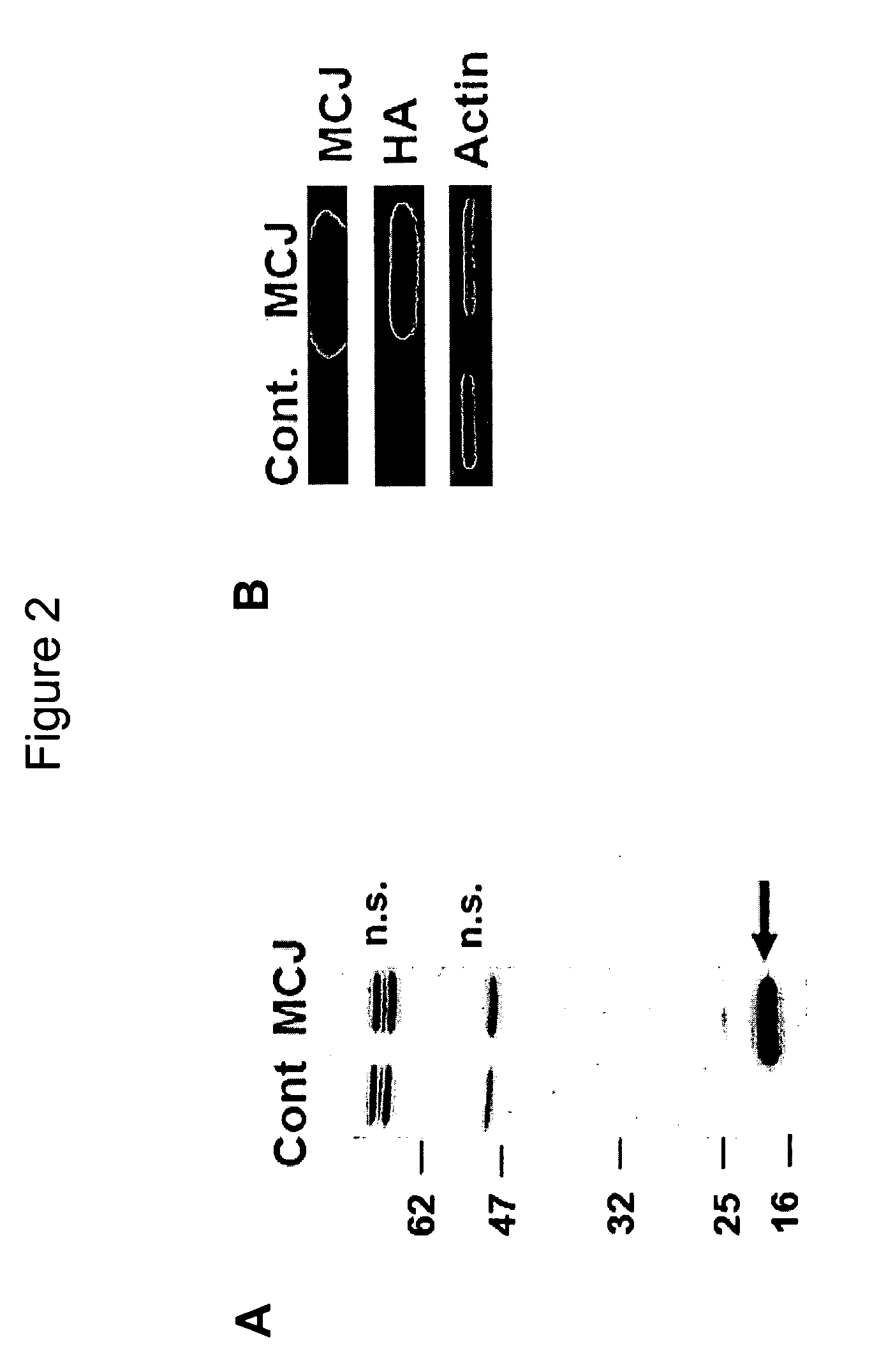 Anti-Methylation-Controlled J Protein Antibodies and Uses Thereof