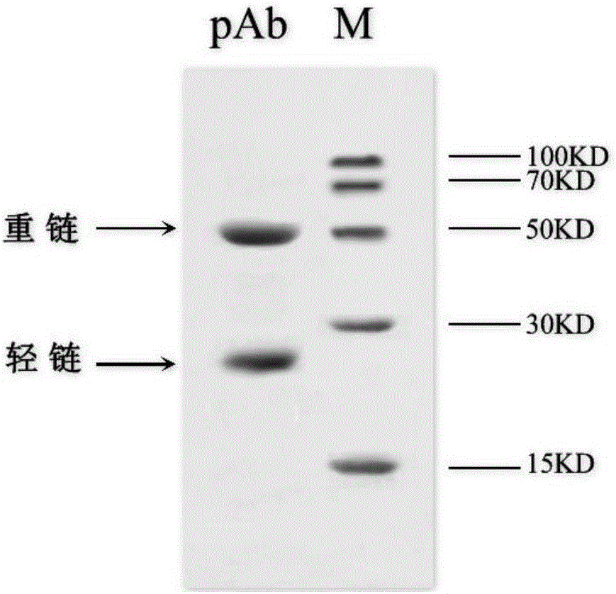 Method for preparing aspergillus fumigatus galactomannan polyclonal antibody