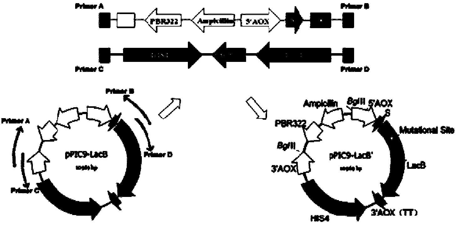 Beta-galactosidase combined mutant with high transglycosylation activity as well as preparation method and application of beta-galactosidase combined mutant