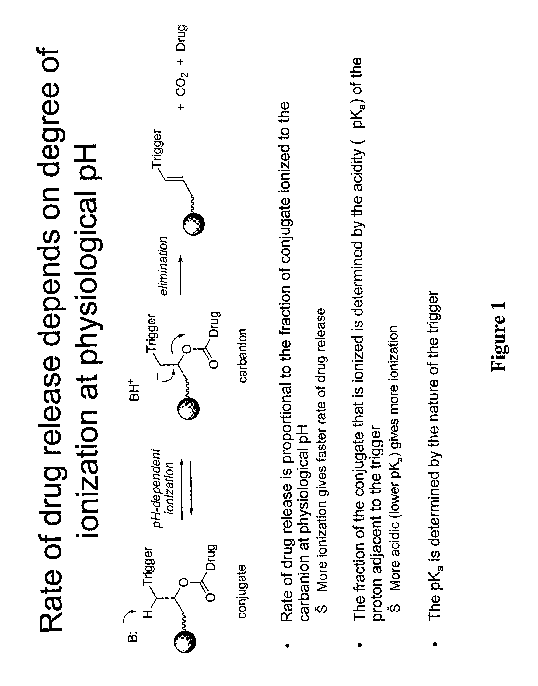 Prodrugs and drug-macromolecule conjugates having controlled drug release rates