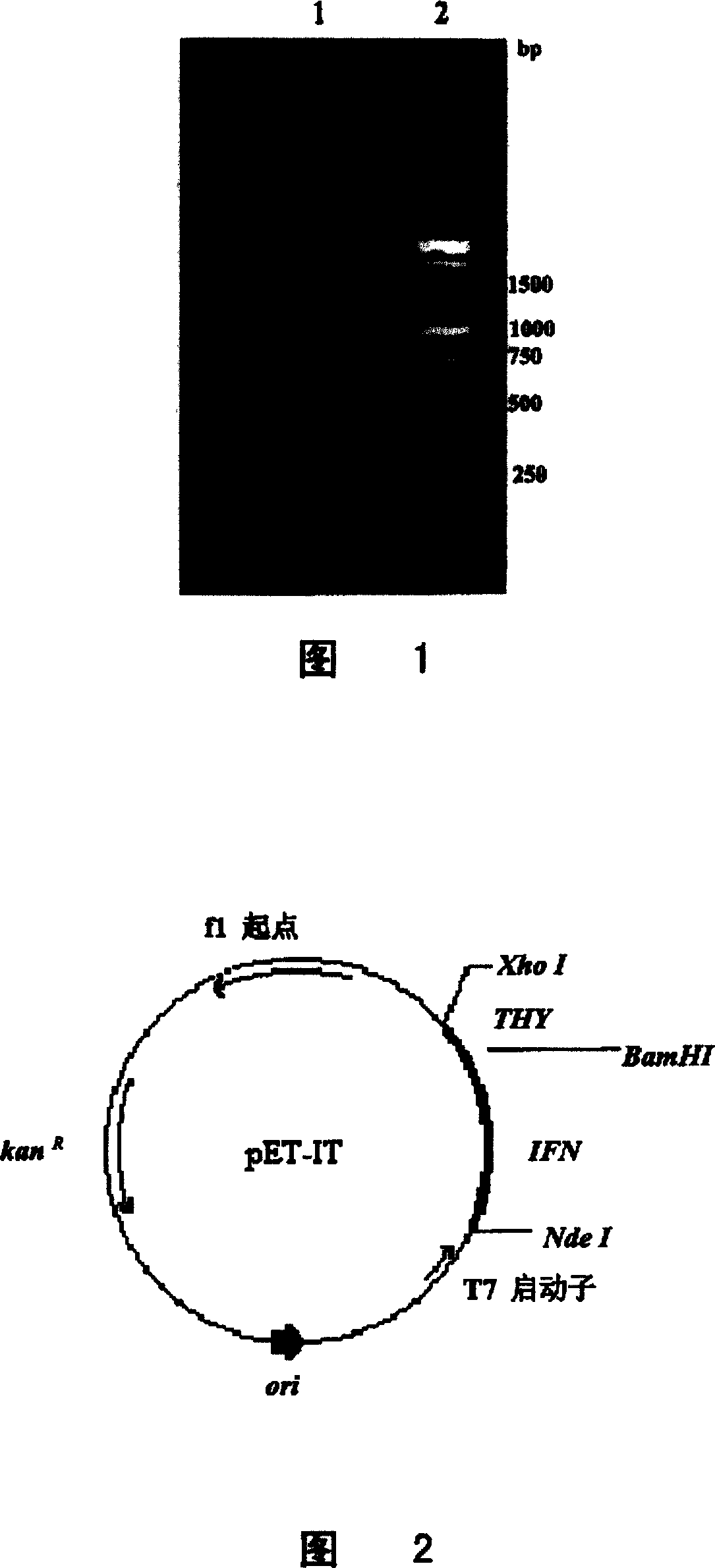 Thymic peptide fusion protein as one new interferon and its prepn. and use