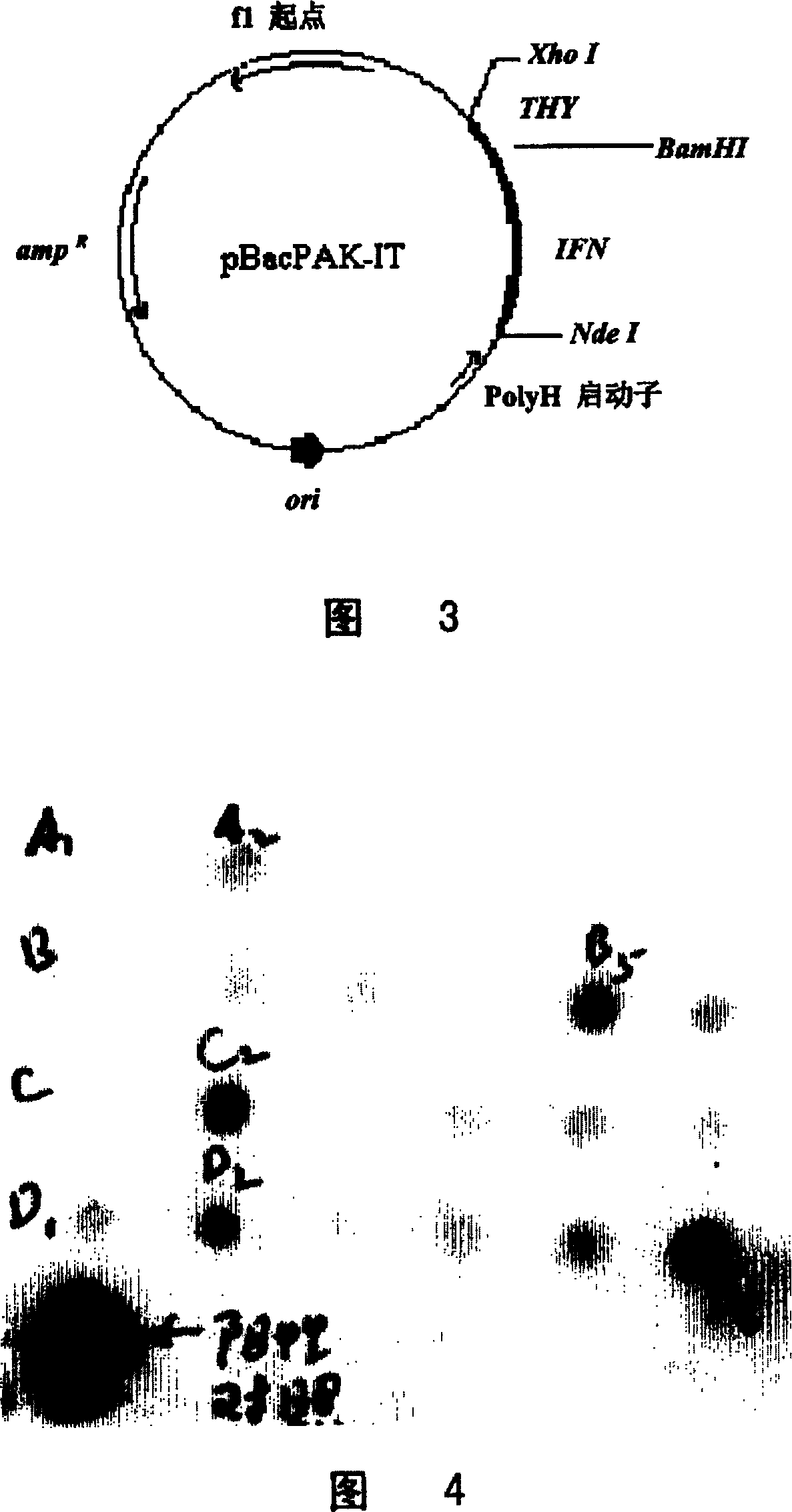 Thymic peptide fusion protein as one new interferon and its prepn. and use