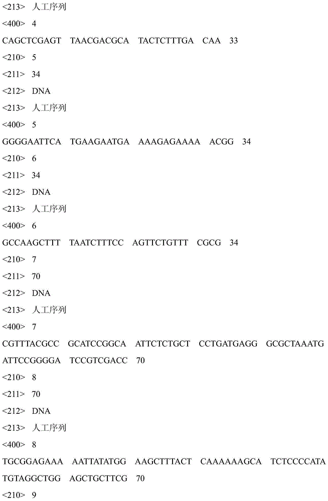 Escherichia-coli gene engineering bacterium generating L-carnitine and construction method and application thereof