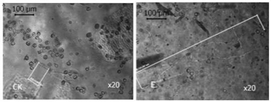 A Nano-titanium Dioxide Composite Reagent for Improving Litchi Flowering Pollination and Fertilization Ability