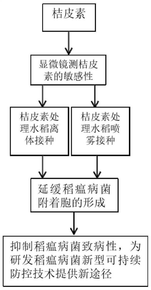 Medicine for preventing and controlling magnaporthe grisea