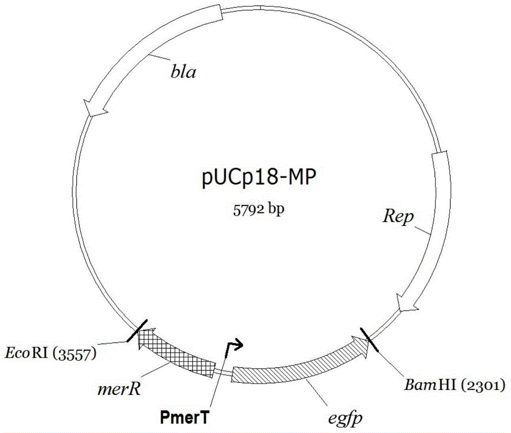 Microbial whole-cell luminescent reporting sensor for monitoring Hg&lt;2+&gt; pollution and kit prepared thereby and application