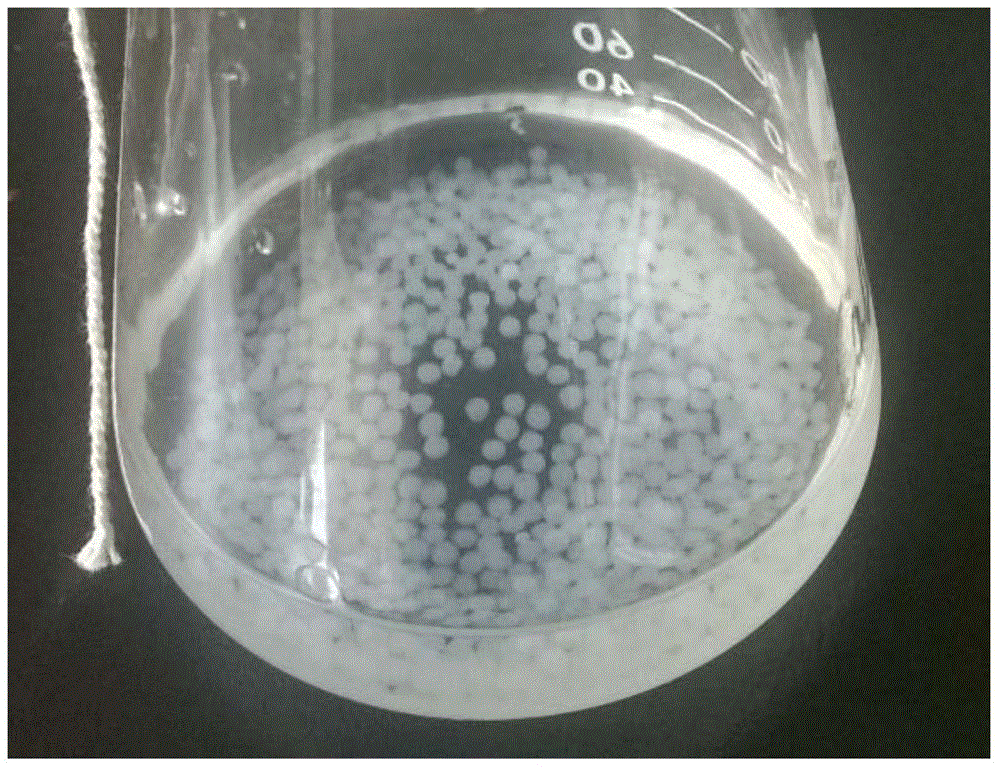 Microbial whole-cell luminescent reporting sensor for monitoring Hg&lt;2+&gt; pollution and kit prepared thereby and application