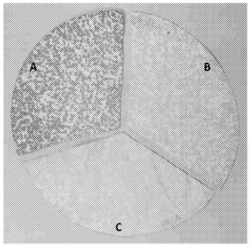 Optimized Anti-tl1a antibodies