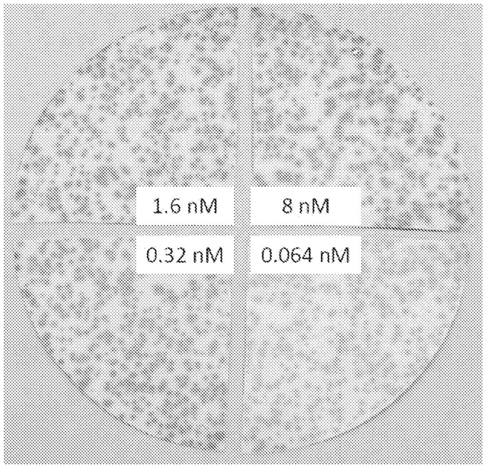 Optimized Anti-tl1a antibodies