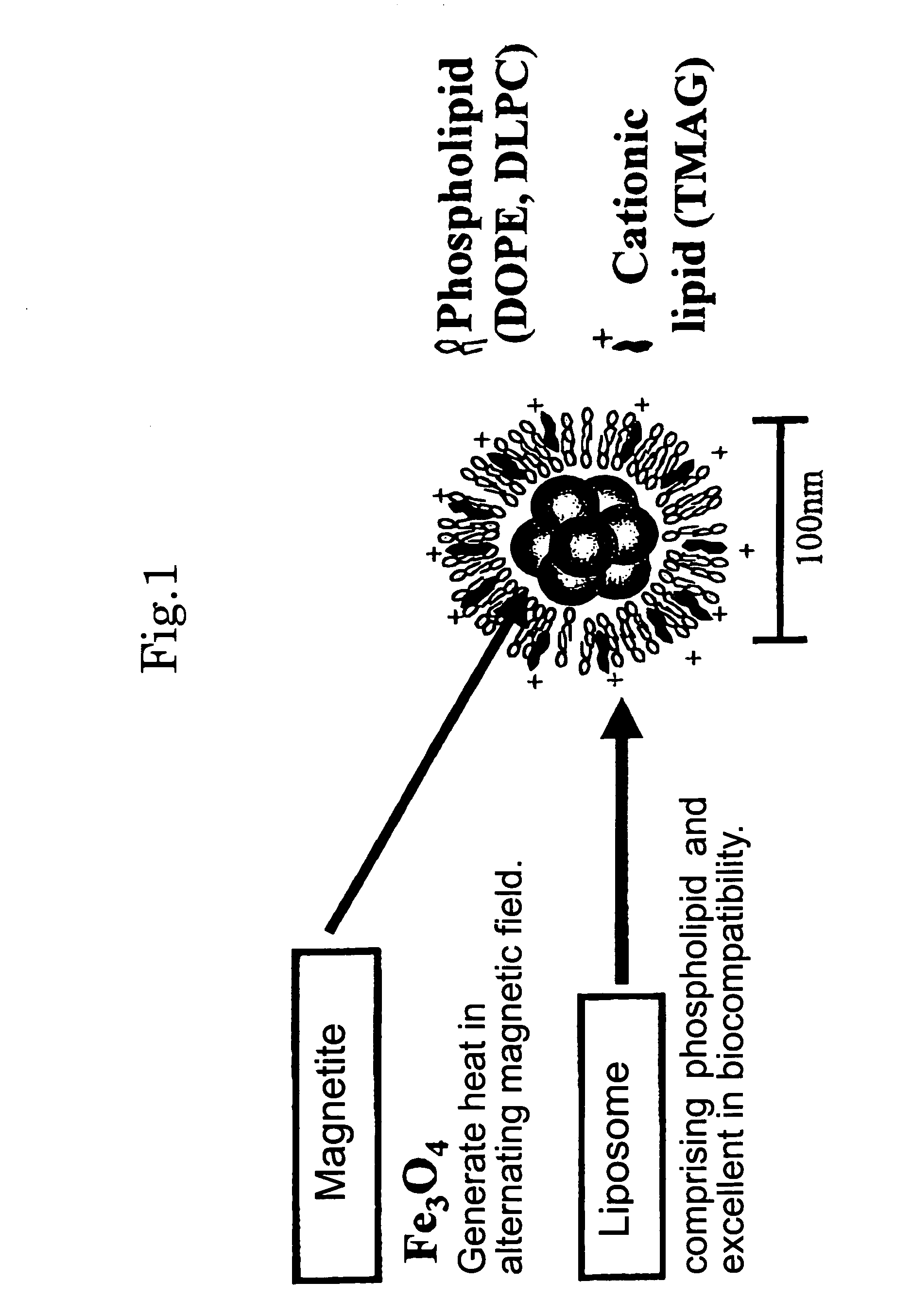 Hyperthermia agent for malignant tumor comprising cytokine and magnetic fine particles