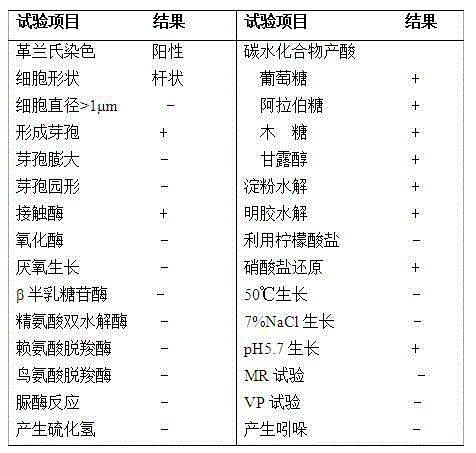 Bacillus simplex, and culture method and application thereof