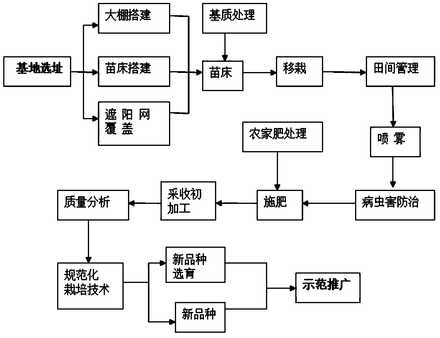 Planting method for Dendrobium officinale