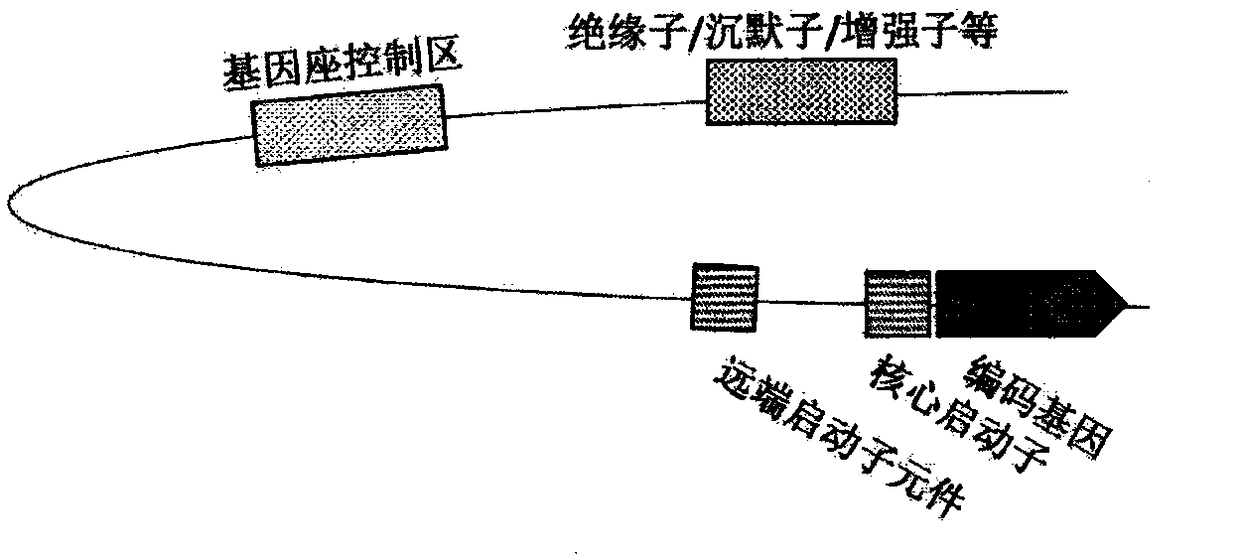 CRISPR/Cas9 random library, and its construction and application