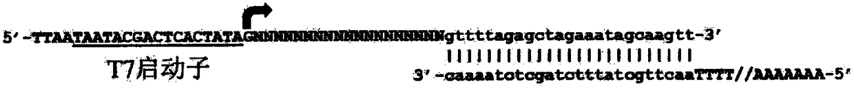 CRISPR/Cas9 random library, and its construction and application