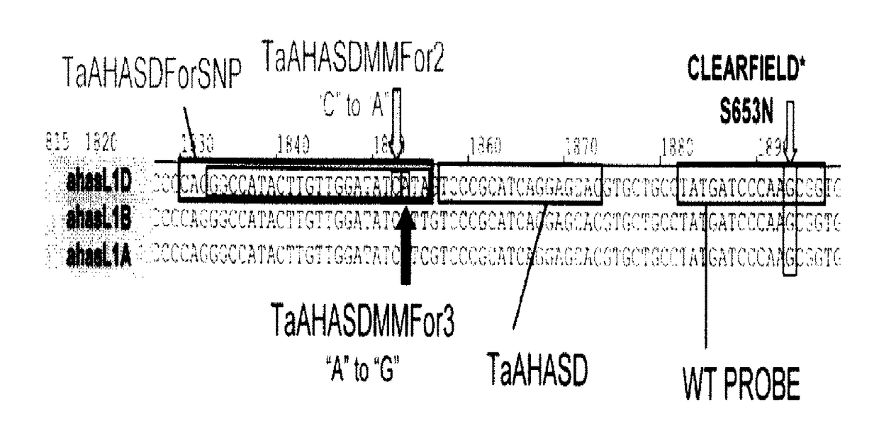 Methods and compositions for analyzing AHASL genes in wheat