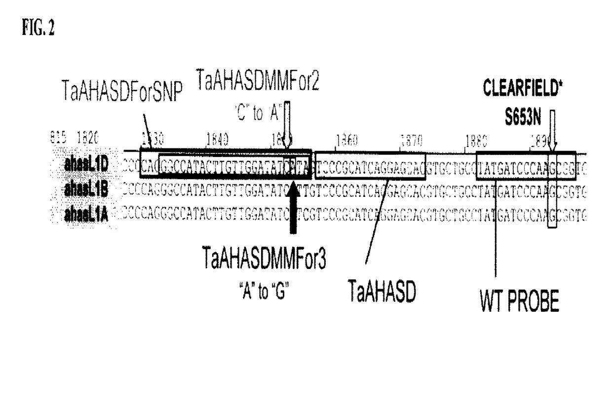 Methods and compositions for analyzing AHASL genes in wheat