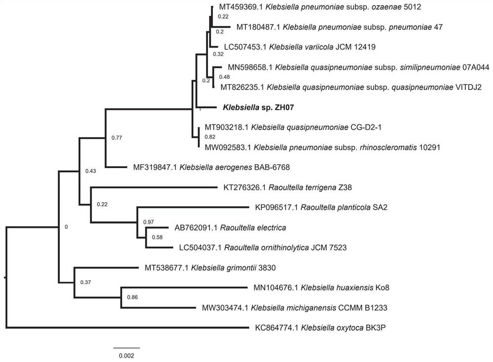 A rhizosphere probiotic strain Klebsiella zh07 and its application