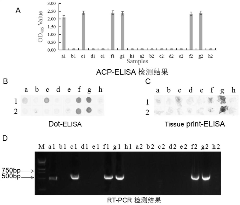 Hybridoma cell line secreting tomato mottle mosaic virus monoclonal antibody and its application