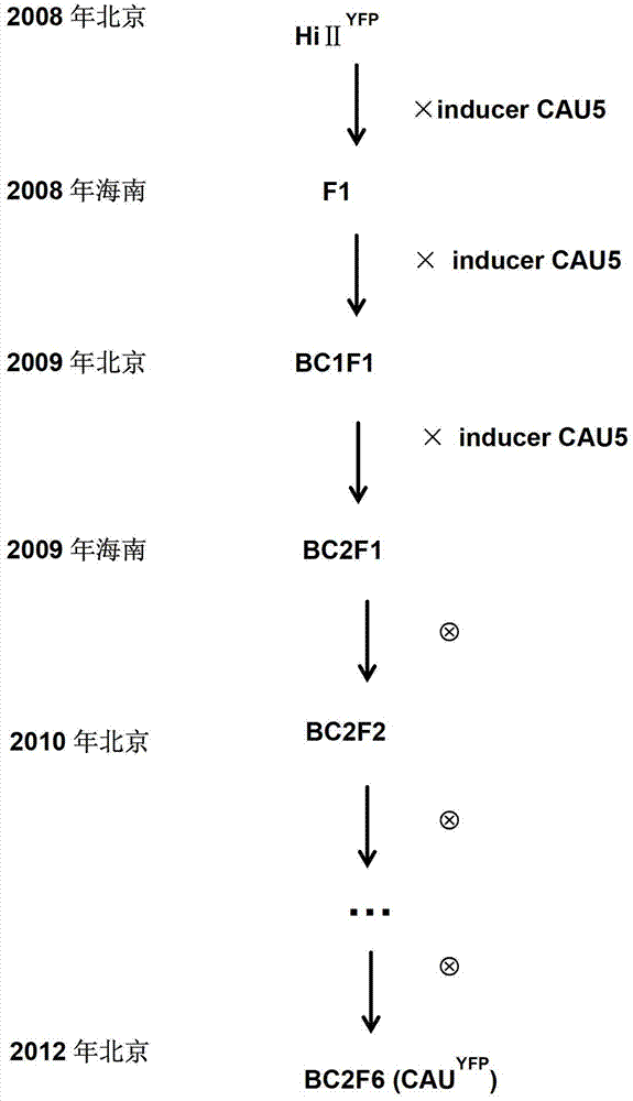 Method for cultivating maize haploid induction line whose haploid induction rate is higher than that of maize haploid induction line cau5