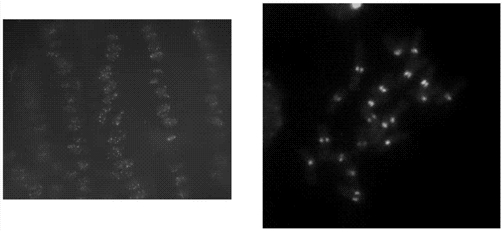 Method for cultivating maize haploid induction line whose haploid induction rate is higher than that of maize haploid induction line cau5