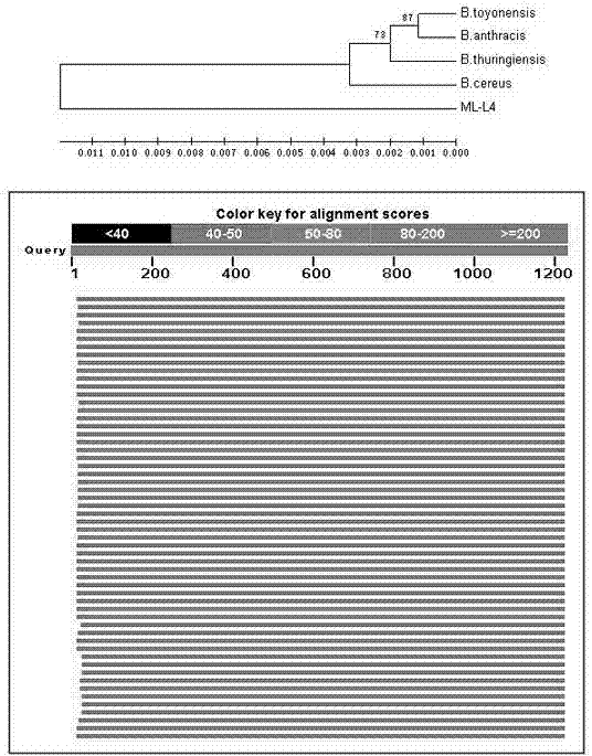 Bacillus subtilis, and breeding method and application thereof