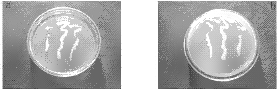 Bacillus subtilis, and breeding method and application thereof