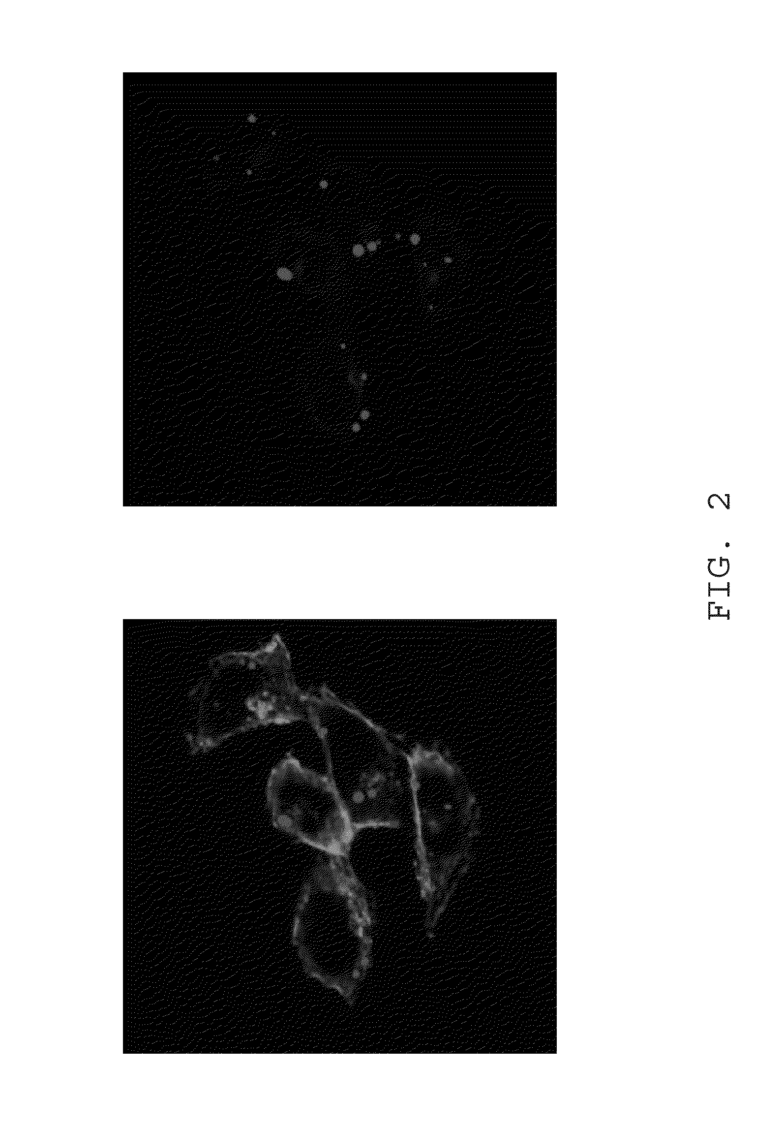 Fluorescent cytotoxic compounds specific for the cellular polyamine transport system