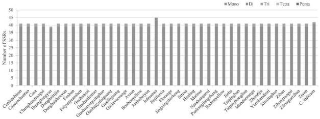 A chrysanthemum chloroplast genome ssr marker library, its acquisition method and application