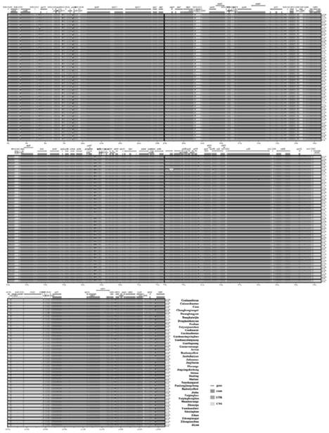 A chrysanthemum chloroplast genome ssr marker library, its acquisition method and application