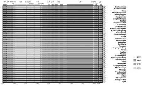 A chrysanthemum chloroplast genome ssr marker library, its acquisition method and application